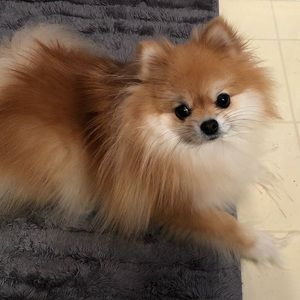 Meet your Posher, Shelley